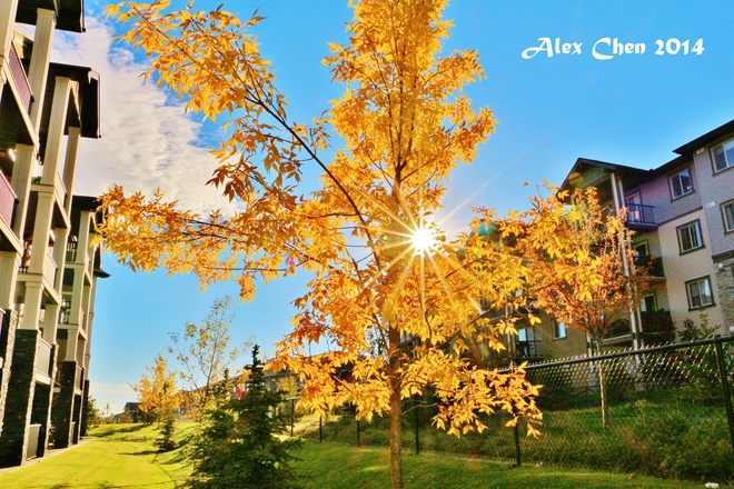 2014 Sep - Which photo would like in autumn??? Panatella Hill Northwest, Calgary, AB