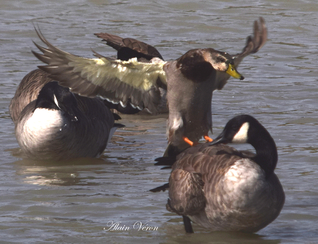 Bird Geese / Duck 09-19-23992 Bradford West Gwillimbury, ON