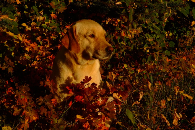 Belle, of Bellweather Kennels, in fall colors Leduc, AB