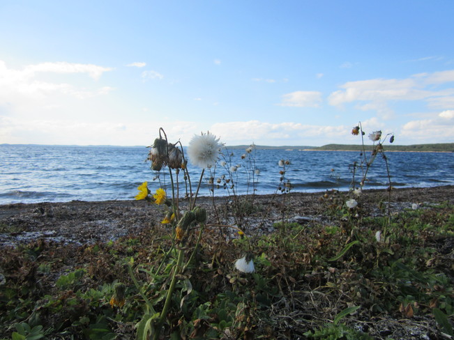 Flowers By The Shore Birchy Bay, NL