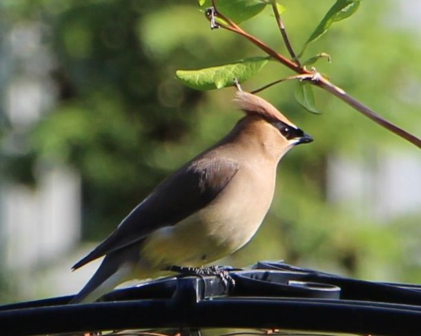 Ceder Waxwing in our backyard. Calgary, AB