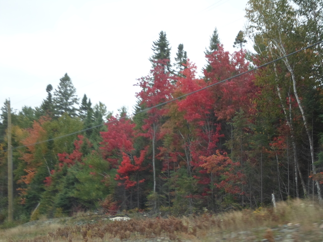 Tree leaves are changing/in Elliot Lake Elliot, Ontario Canada