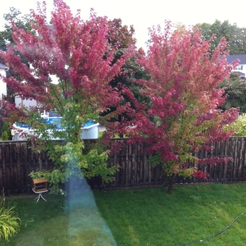 Autumn Blaze Maple Trees