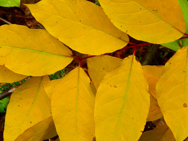 Yellow leaves Maltais, NB