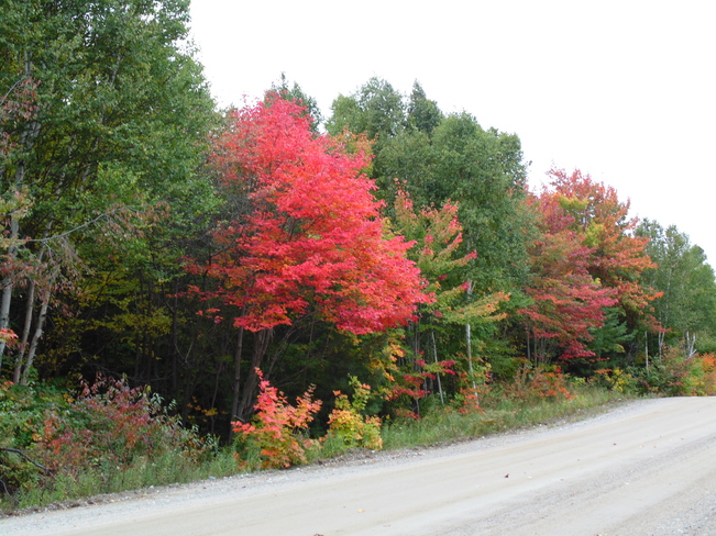 Fall Colours despite the cloudy skies Elliot Lake, Ontario