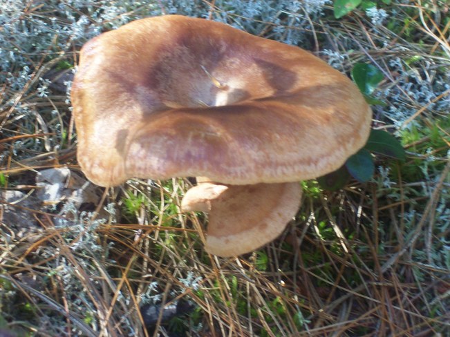 Mushrooms Algoma District, ON
