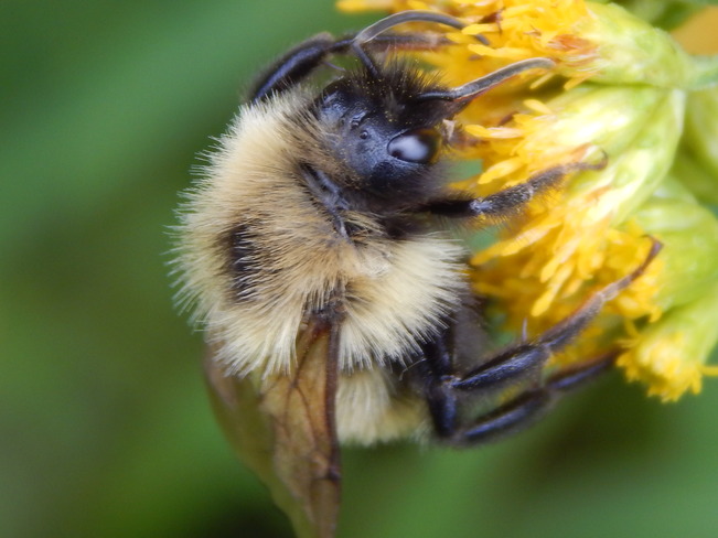 Buzzy bees!!! Maltais, NB