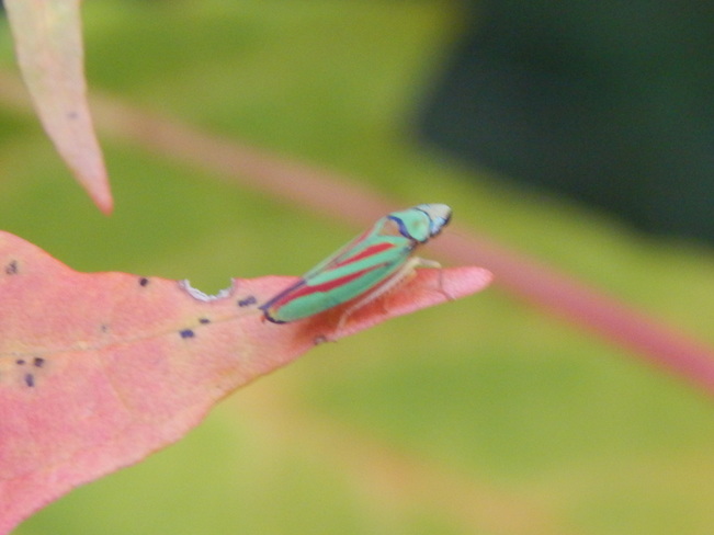 Tiny reg-green bug!!! Maltais, NB