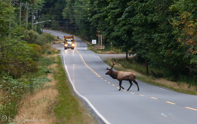 Why did the Elk Cross the road? 9058 Youbou Road, Youbou, BC V0R 3E1, Canada