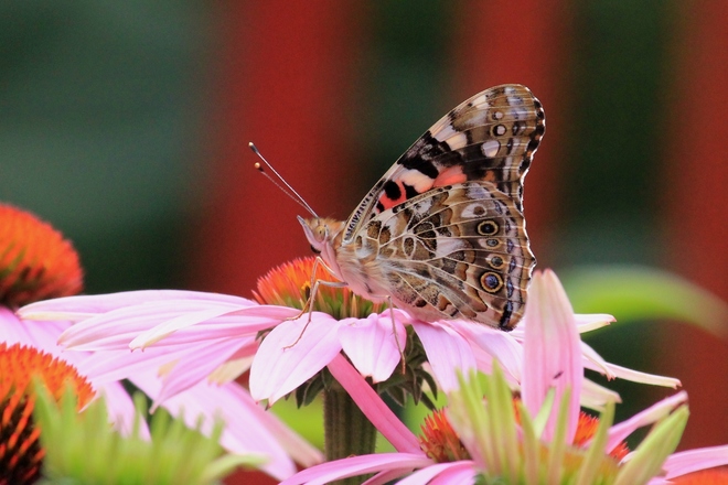 Painted Lady Butterfly on Purple Coneflower Dorchester, ON