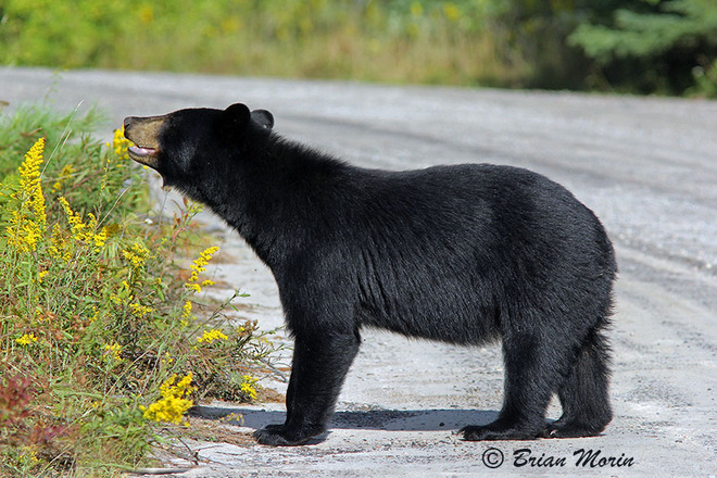 Why did the bear cross the road? Because ... Algonquin Provincial Park, Nipissing District, ON