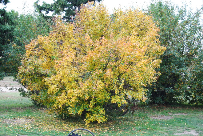 Fall colors in my front yard Reward, Saskatchewan