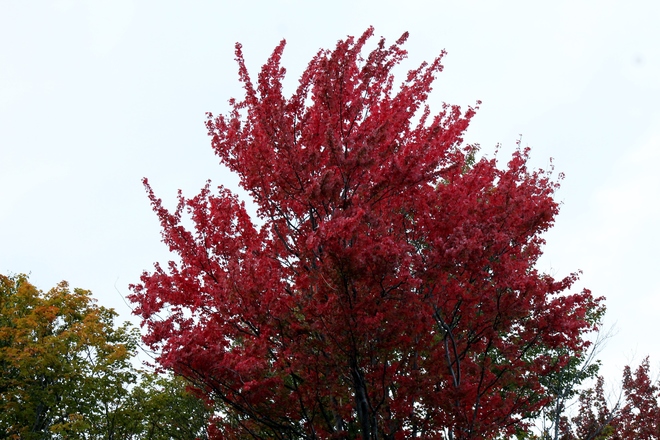 My Favorite Fall Tree Farleys Corners, ON