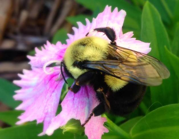Beautiful Bee Kanata, Ottawa, ON