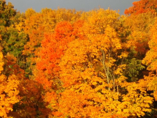 Fall colors peaking in Elliot Lake Elliot Lake, ON