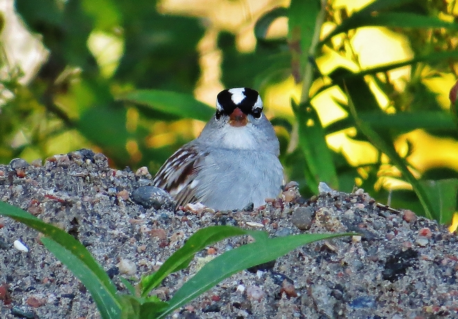 'Pop goes the White-crowned Sparrow'. 121-125 Marshall Avenue East, North Bay, ON P1A 4M4, Canada