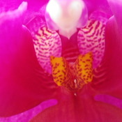 OrchidÃ©es en macro aux serres du jardin botanique