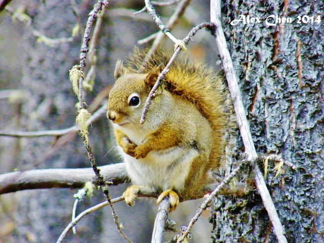2014-The squirrel so cute....^_^ Kananaskis, AB