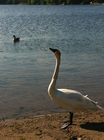 Swan Preston Lake, ON