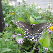 Papillon Noire