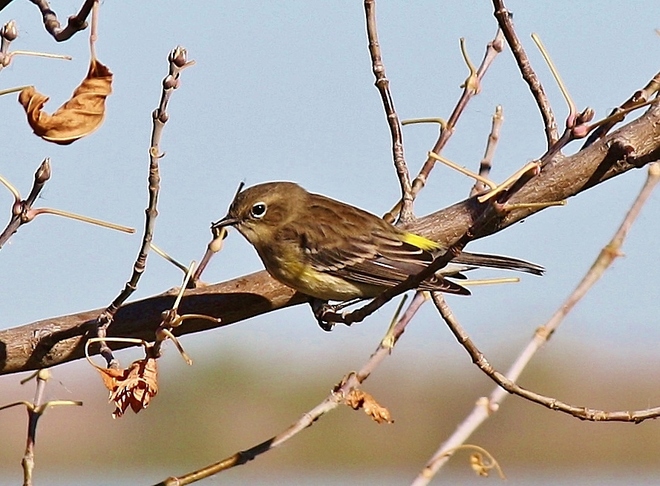 Yellow-rumped Warbler Lake Newell, Newell County No. 4, AB