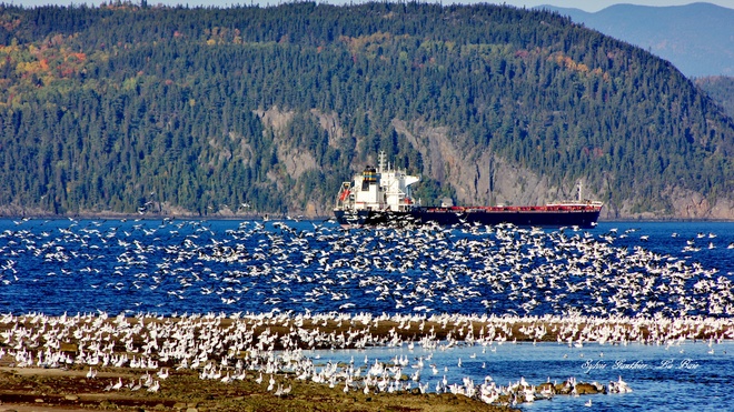 Des milliers d'oies blanches.. La Baie, Saguenay, QC