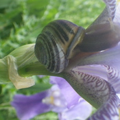 L&#39;escargot sous la fleur d iris