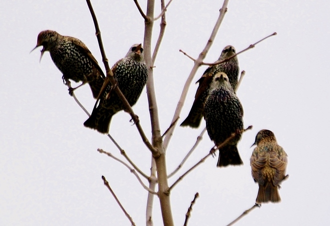 Starlings... Scarborough, Toronto, ON