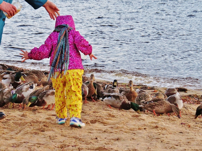 Having fun with ducks! North Bay, ON