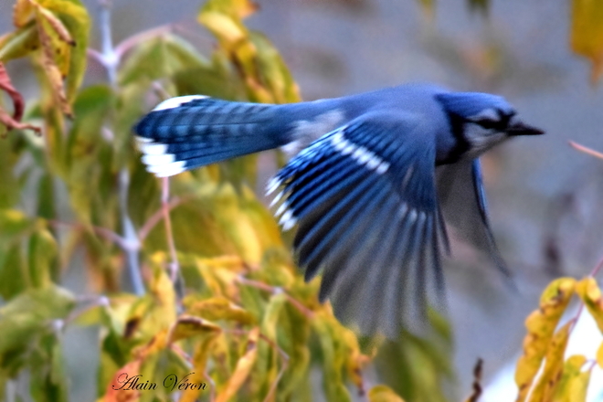 Bird Blue Jay 10-19-28585 Bradford West Gwillimbury, ON