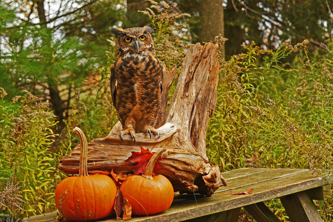 Great Horned Owl posing with pumpkins Mountsberg Conservation Area, Milburough Line, Hamilton, ON