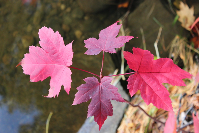 Fall Colours Three Mile Lake, Muskoka Lakes, ON
