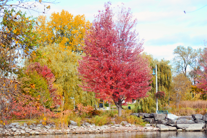 Oh the colours of fall Belleville, ON