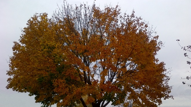 autumn tree II Sainte-Catherine, QC