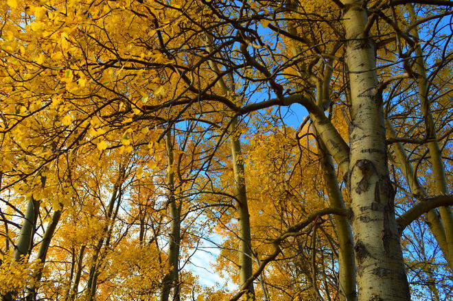 Fall Trees Traytown, NL