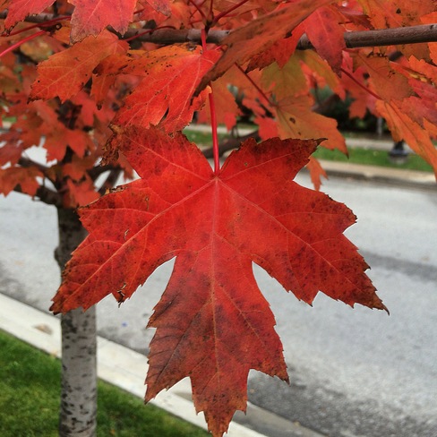 Fall Colours Etobicoke, Toronto, ON