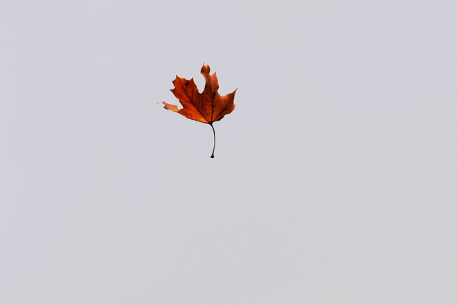 Falling Maple Leaf Dundas, Hamilton, ON