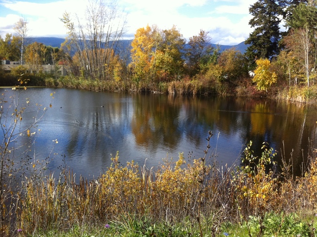 That Same "Quiet Pond" in October Salmon Arm, BC