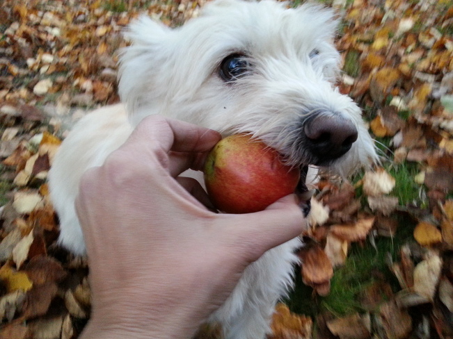 My Dog Loves Apples Glovertown, NL