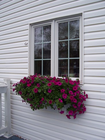Kitchen Windowbox Petunias New Maryland, NB