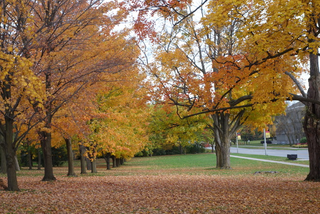 Beautiful Fall... Guelph, ON
