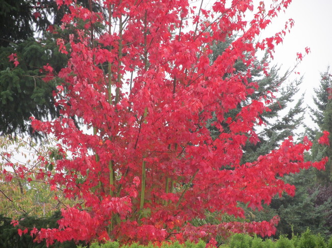 fall colours Surrey, BC