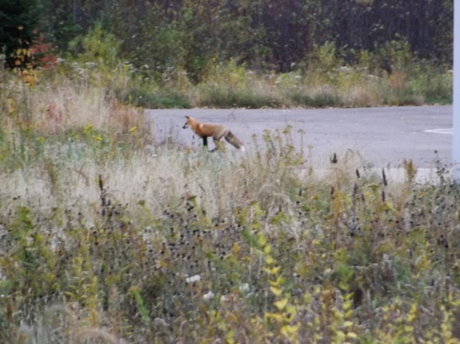 fox Thunder Bay, ON