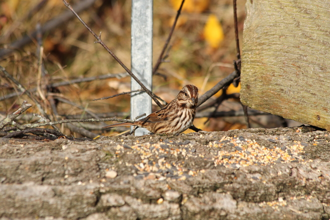 Song Sparrow Kingston, ON