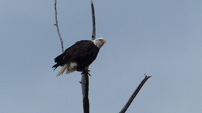 Bald eagle Grand Forks, BC