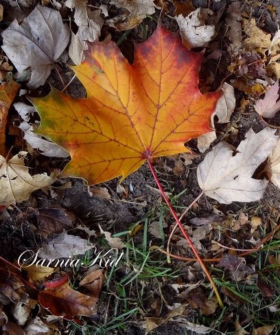 Beautiful Fall Leaf Petrolia, Ontario