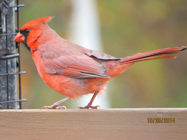 cardinal rouge Trois-Rivières, QC