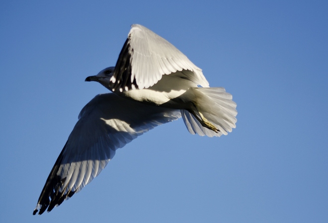Gulls over head Scarborough, Toronto, ON