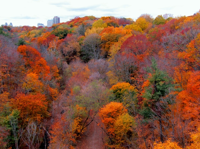 Beautiful Fall colours in the valley Toronto, ON