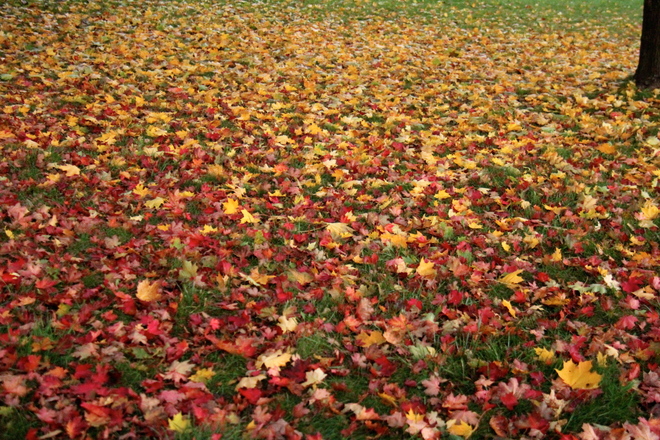 Fall Colours Brampton, ON